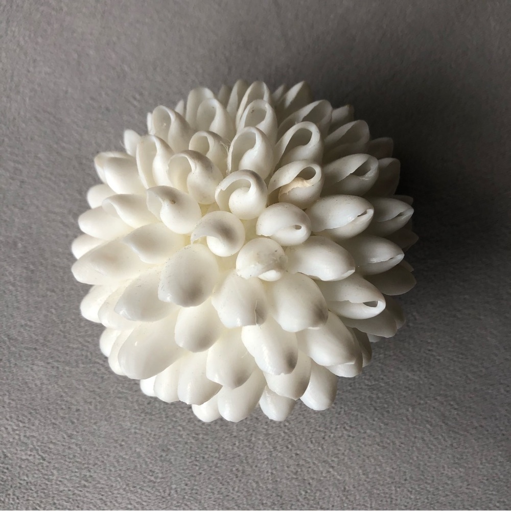 Seashell Decor ~ White ~ 3.5โ